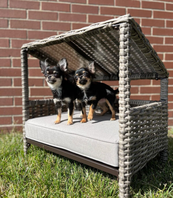 Coast PAWBANA Outdoor Pet Bed - Large