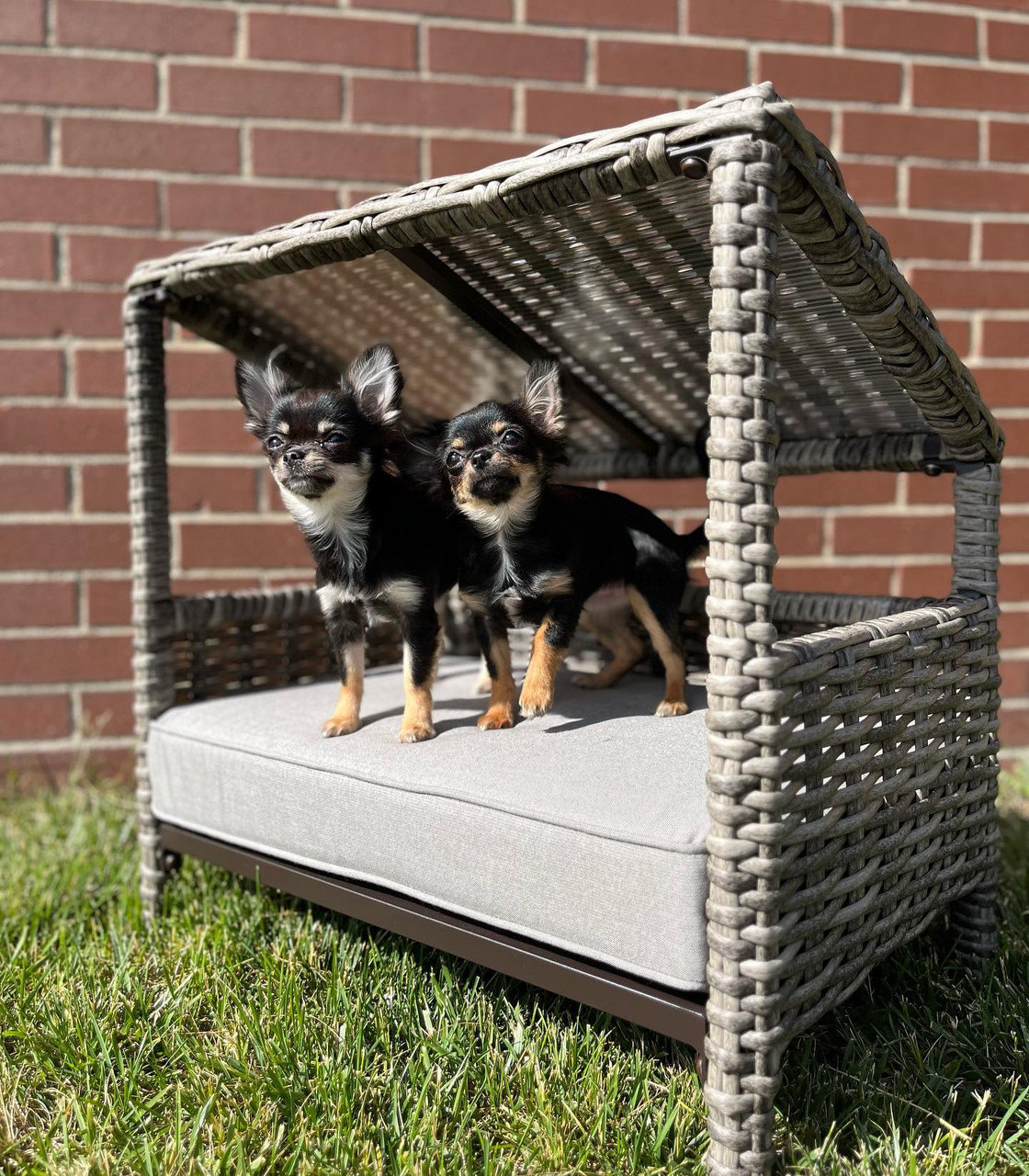 Coast PAWBANA Outdoor Pet Bed - Large